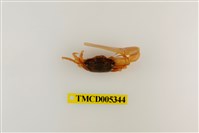 藏品(糾結南方招潮蟹)的圖片